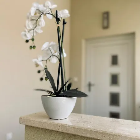 White Truffle Pula Daire Marčana