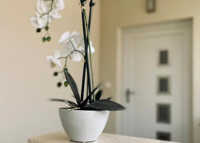 White Truffle Pula Apartman Marcana